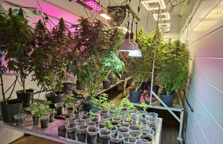 Bella Vista: una persecución terminó con el hallazgo de 194 plantas de marihuana